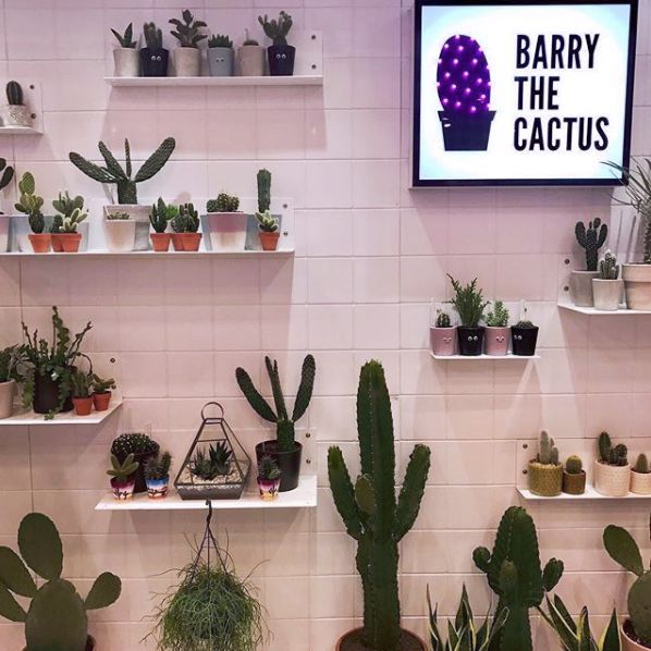 barry-the-cactus