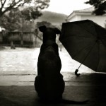 собака, зонт