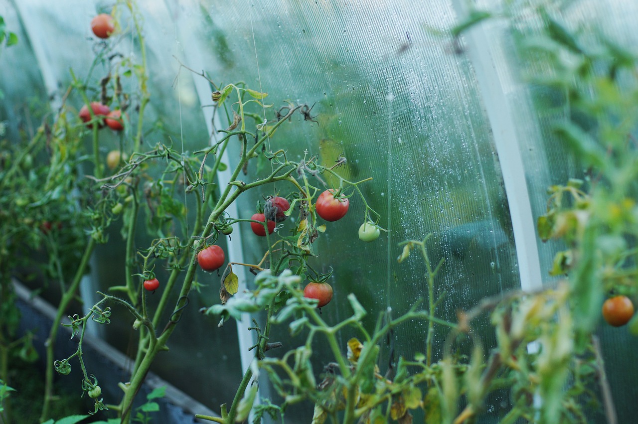 Выращивание помидор в парнике на дачном участке