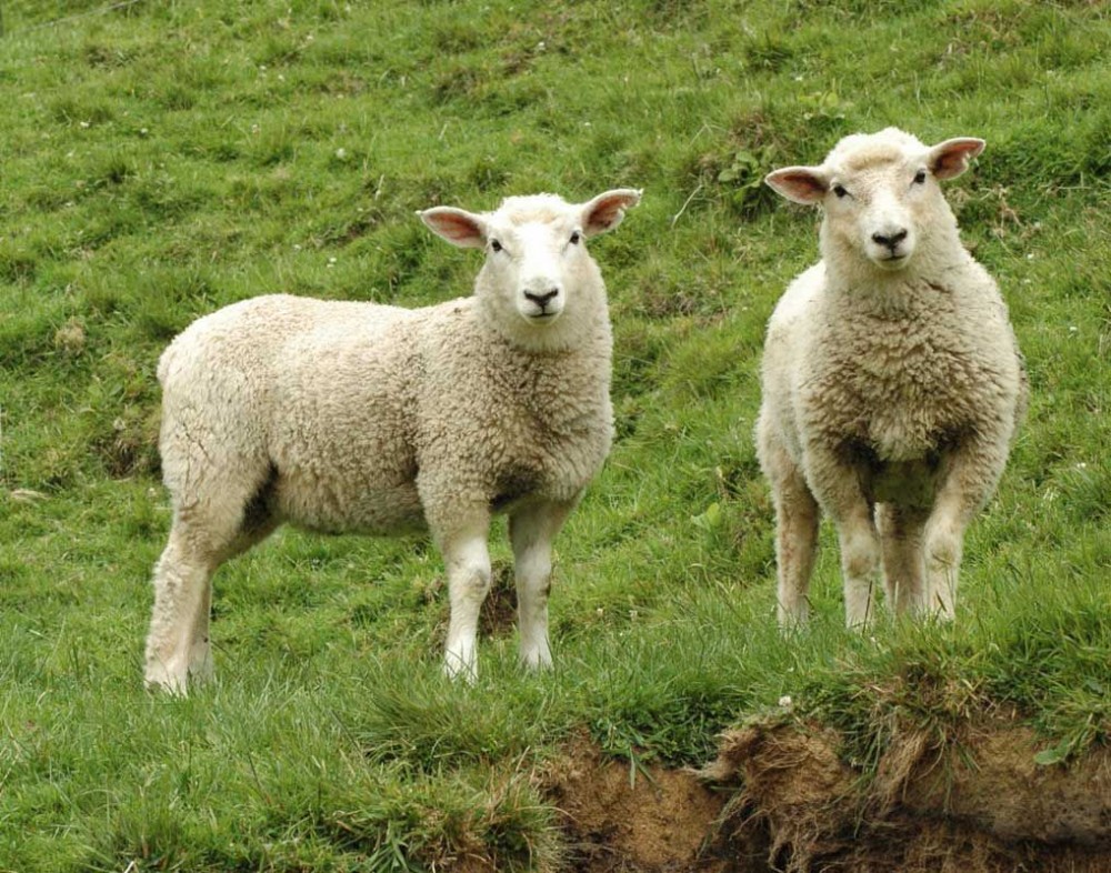 Овцеводство: разведение овец и баранов как бизнес - Бизнес идеи на  hobiz.ru, 2023-2024