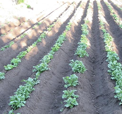 Голландский метод выращивания картофеля