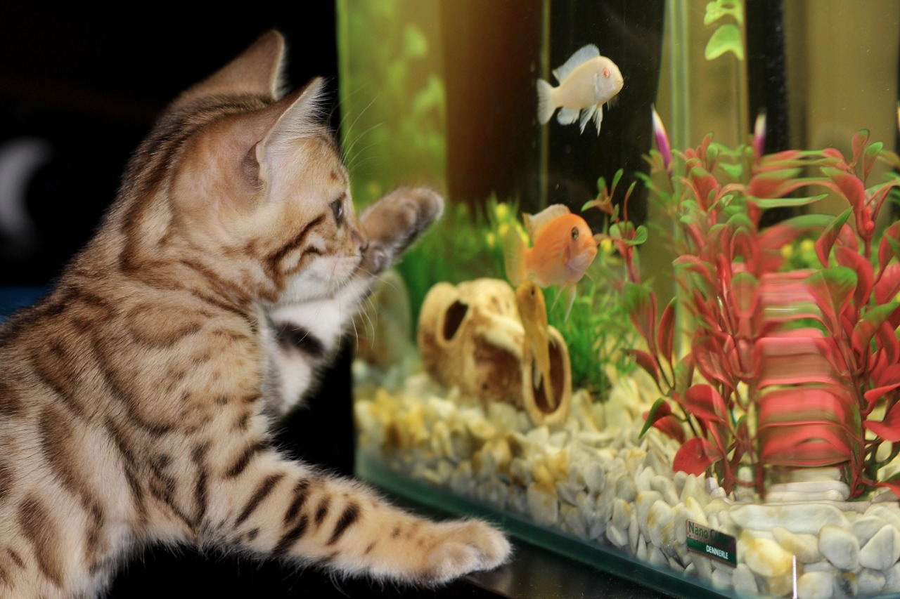 котенок аквариум рыбки