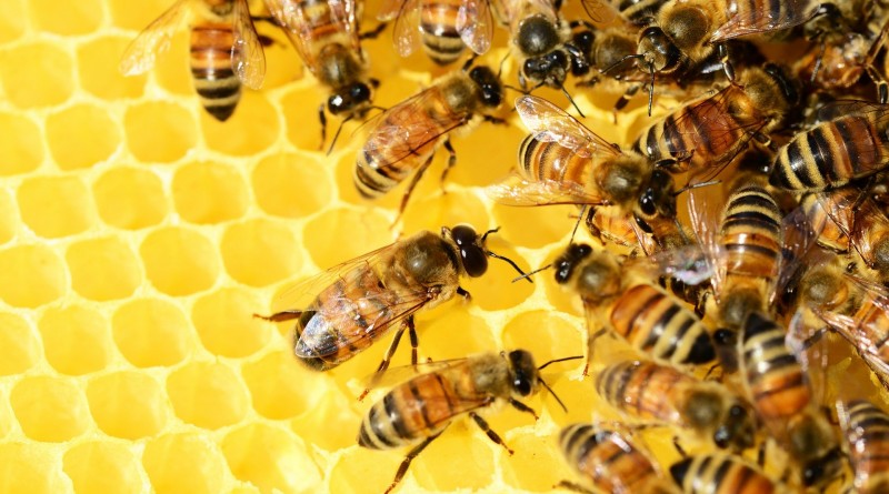 пчелы мёд мед hobiz.ru хобиз