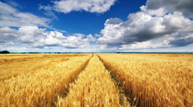 поле пшеница hobiz hobiz.ru hobizru