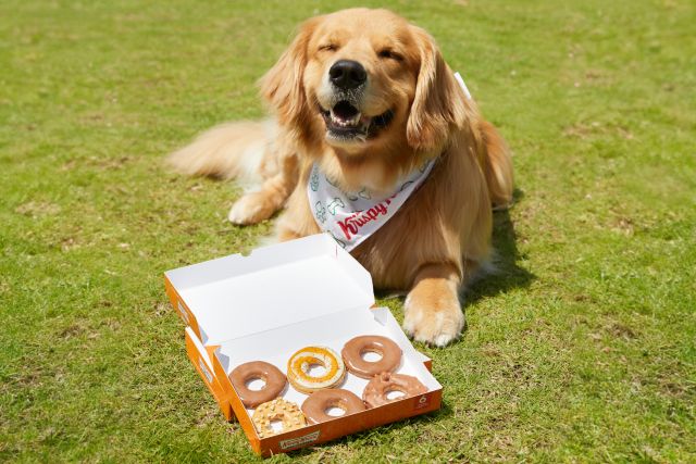 Krispy-Kreme-Pup-kin-Spice-Doggie-Donuts