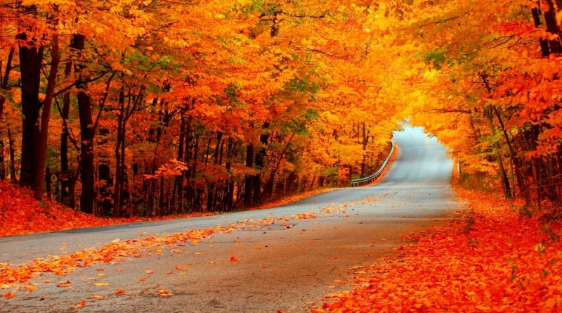 beautiful_autumn_orange_trees_road-wallpaper-2048x1152